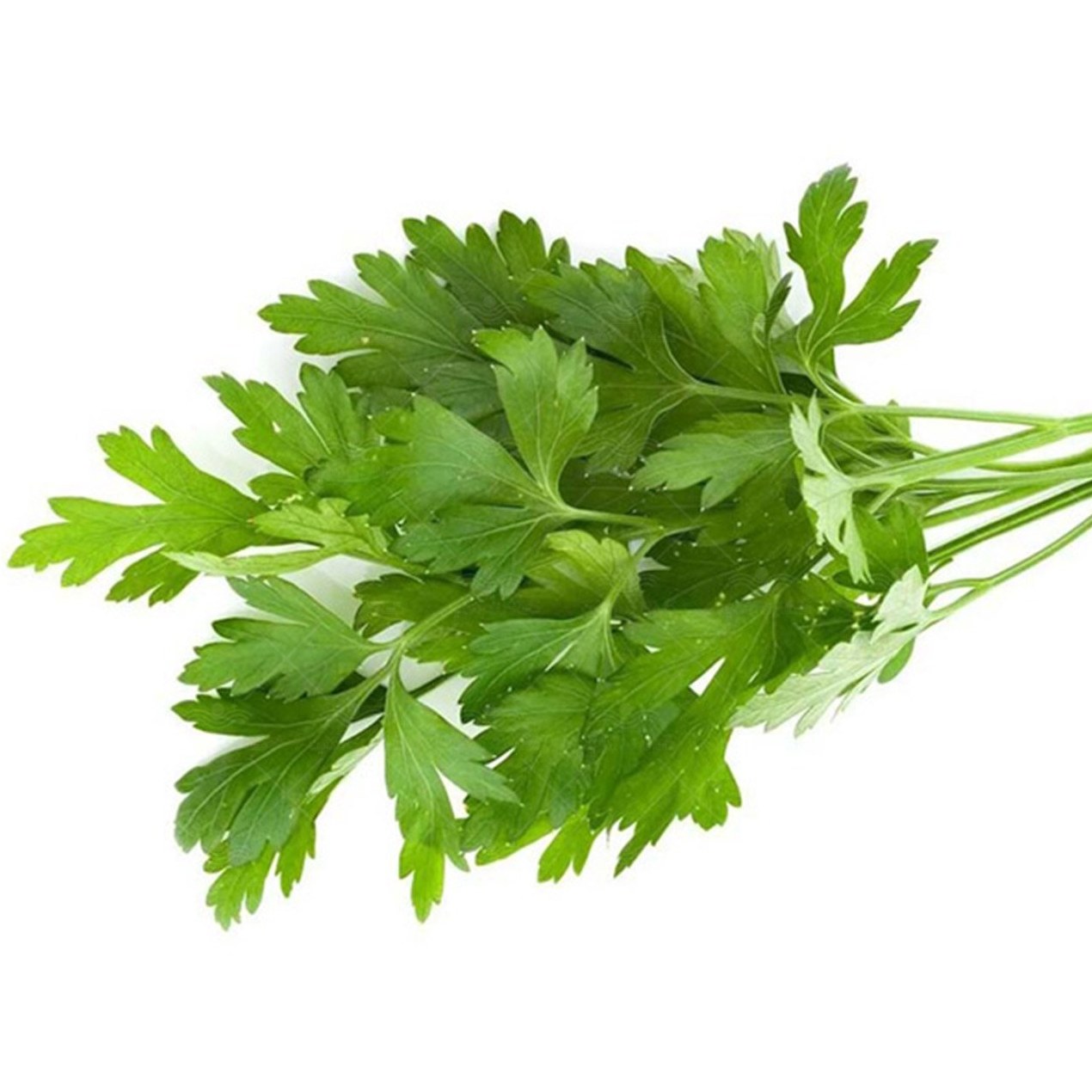 سبزی جعفری