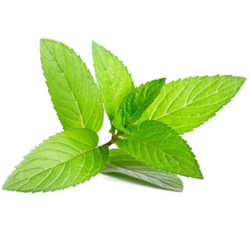 سبزی نعنا فلفلی
