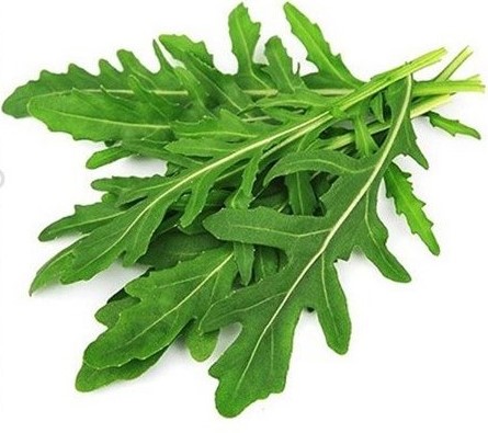 سبزی روکولا